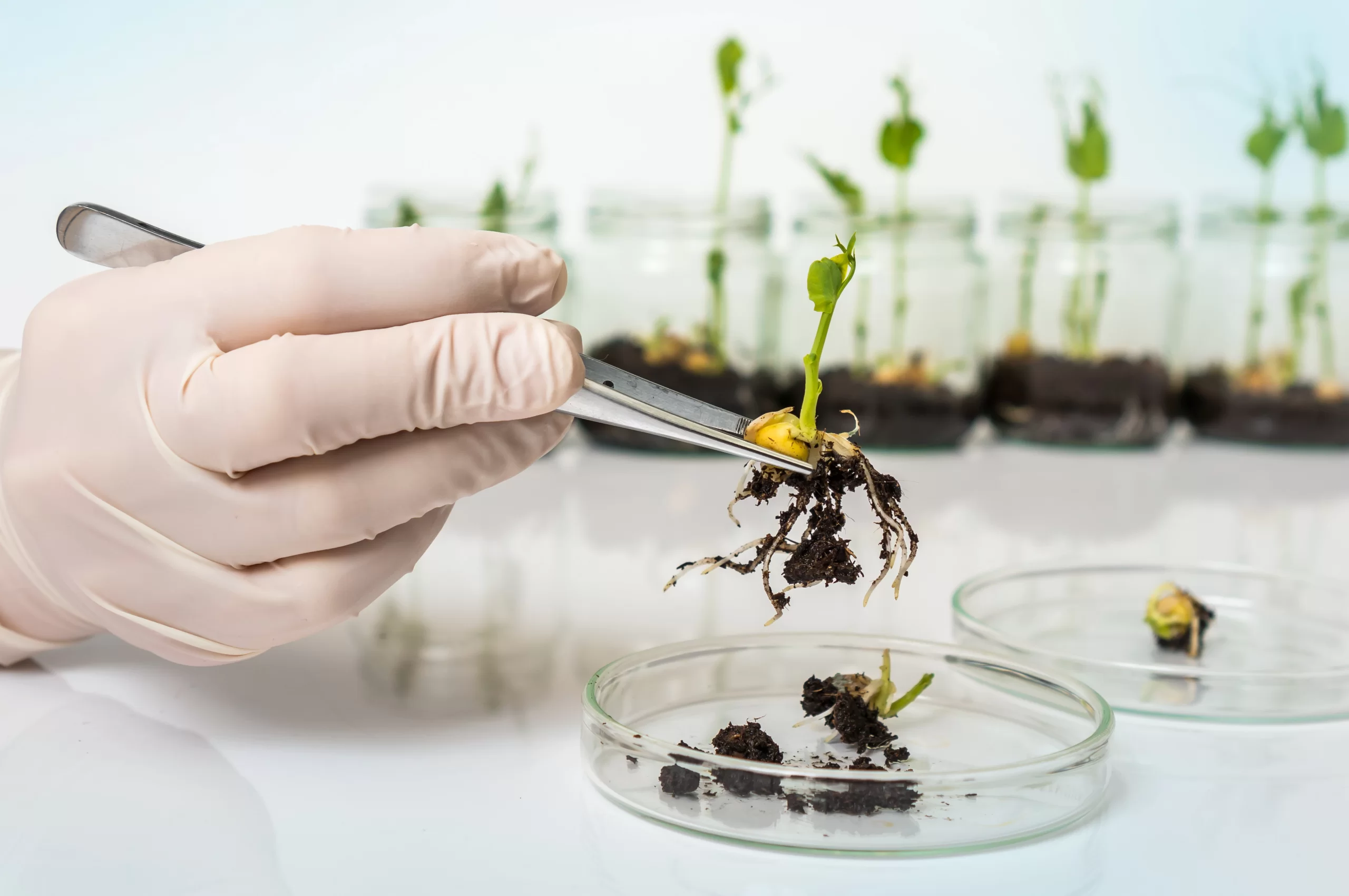 Agricultural Sciences